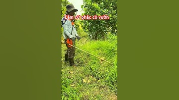 Một cử phác cỏ vườn sầu siêng #shortvideo #mientay #lamvuon #saurieng