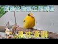 鳳凰谷鳥園生態園區 - 珍稀可愛的香蕉鳥 黑枕黃鸝 VT：其那