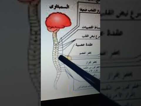 مما يتألف الجهاز العصبي الودى وما هي وظيفته