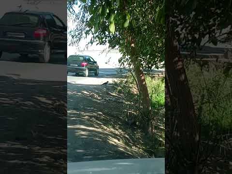 هوشمندی یعنی چی ایا هوش فقط مخصوص انسان هست یا حیوانات هم باهوشند