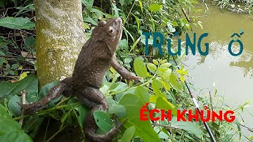 Đi câu cá rô mà trúng ổ ếch khủng giật không kịp #youtube câu cá hóc môn