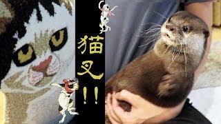カワウソ  コタロー　かわいい猫のラグをプレゼントしたら・・　Kotaro the Otter Scared of Cat Rug