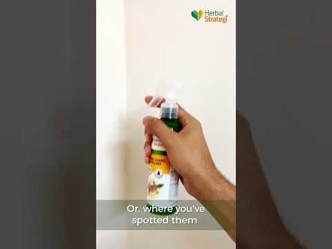 Video: Poate fi ucise șopârlele de spray pentru gândaci?