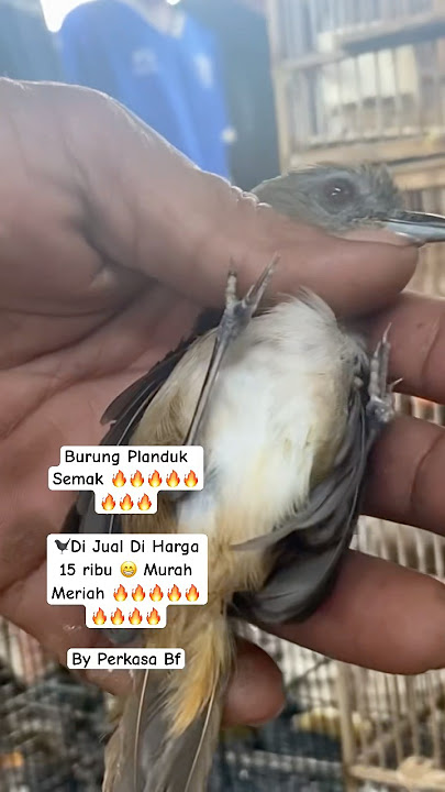For sale: Bush Warbler 🔥