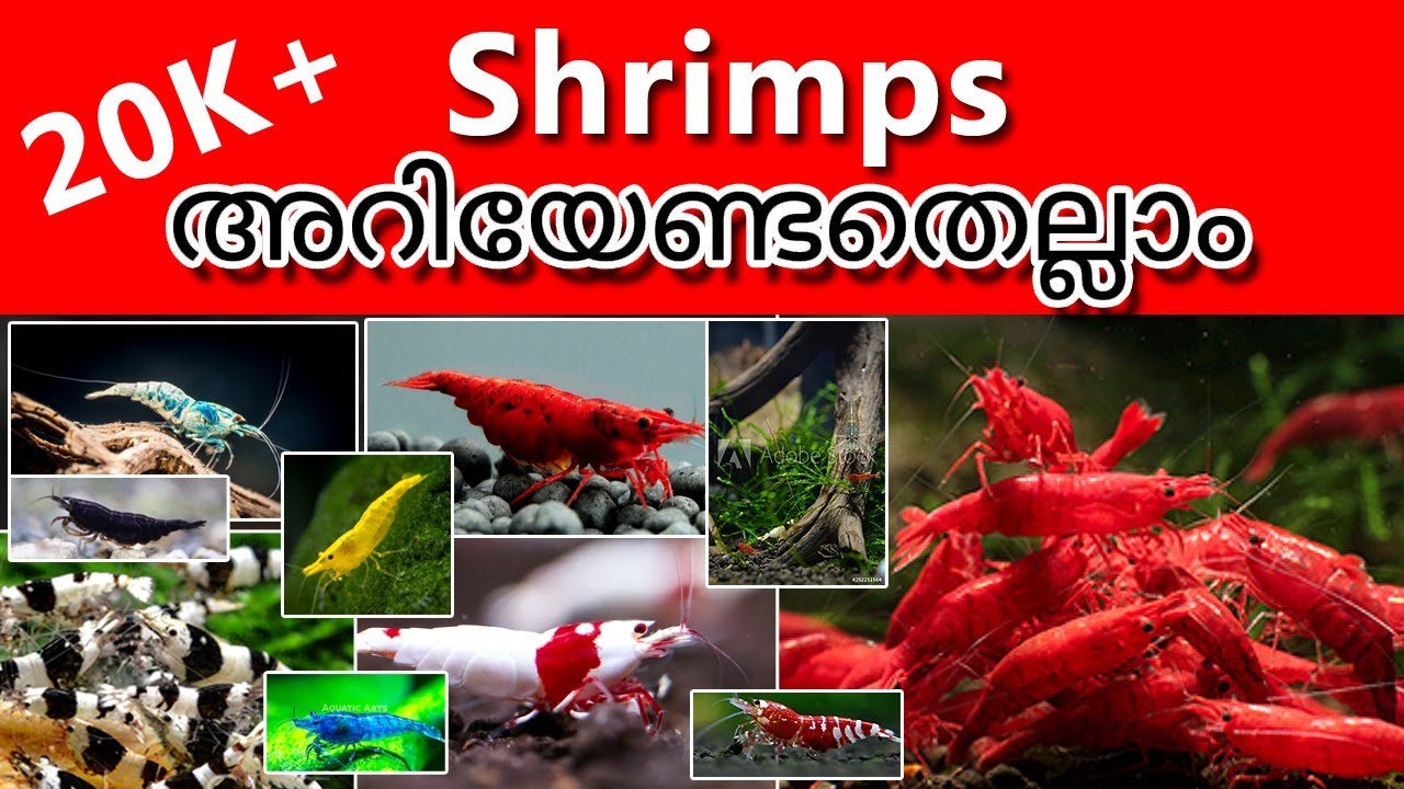 Shrimps Breeding, Caring and All Details Malayalam / Shrimps അറിയേണ്ടതെല്ലാം
