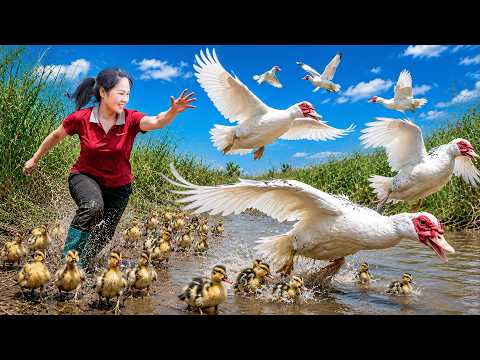 Harvest Giant Duck Mutation, duck egg in the Wild to sell | Giant duck eggs are hatching into chicks