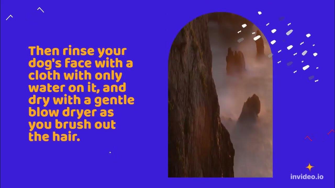 How to keep shih tzu's face clean YouTube