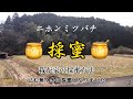 コレ便利!ニホンミツバチ 我が家の採蜜方法 巣落ちした2番巣箱
