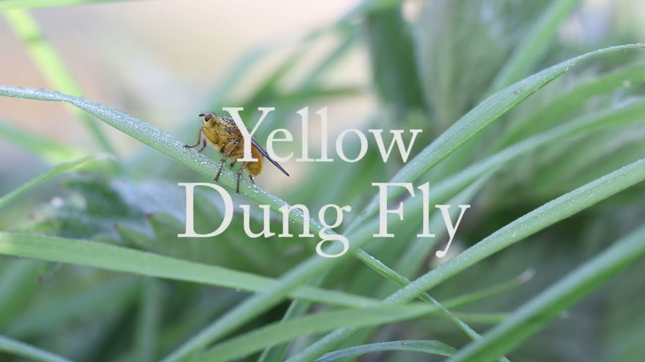 yellow dung fly