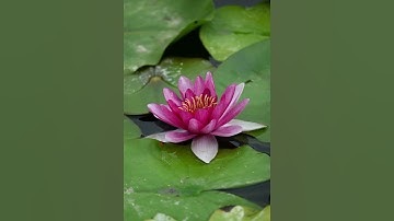 Thumbnail of 🌸🌿 The elegant bloom of a pink water lily, beauty in tranquility! ✨