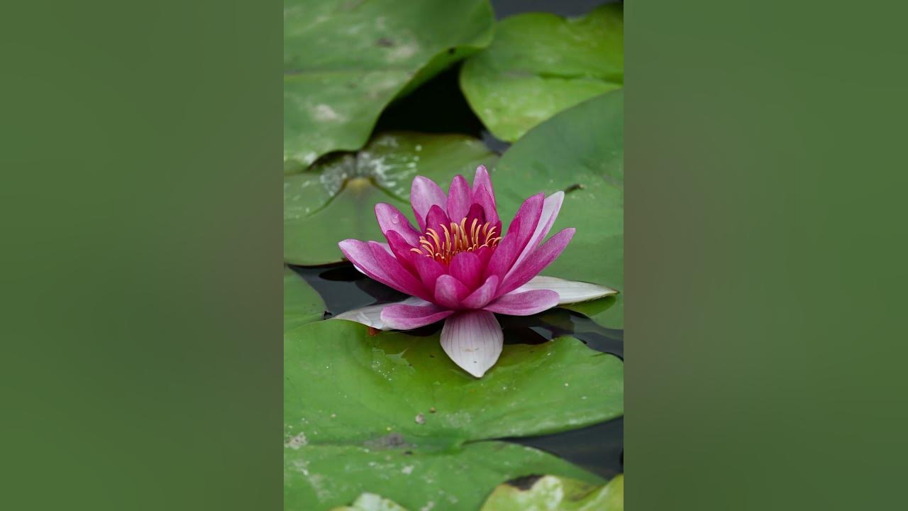 🌸🌿 The elegant bloom of a pink water lily, beauty in tranquility! ✨