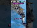 初めての魚で大苦戦する赤ちゃんアザラシ
