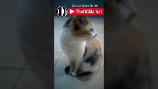 Caturday: Cats of Metro Manila | OCM Caturdays S02E04 #cat #cats #caturday