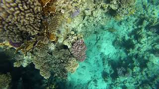 Egypt Snorkeling Reefs Sharks bay Sharm El Sheikh Red sea 