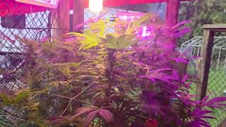 GROWING CANNABIS OUTDOORS IN BEAUTIFUL BRITISH COLUMBIA CANADA 