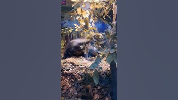 Superb Diorama of Deciduous Forest Creatures 🌳 | Real 4K Resolution