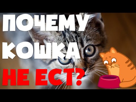 Почему кошка или кот не ест? | Что делать если кошка не ест несколько дней