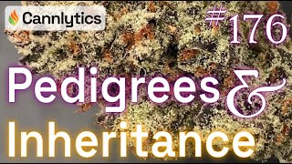 Plant Breeding: Pedigrees and Inheritance | Cannabis Data Science #176