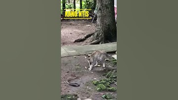 pertarungan sengit kucing vs ular  #catlover #snakes