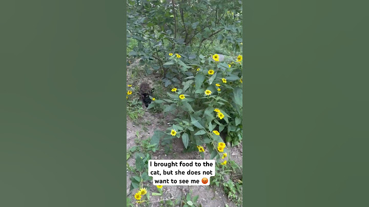 I brought food to the cat, but she does not want to see me 😡