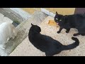 Che musica i gatti neri