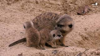 Nachwuchs bei den Erdmännchen im Zoo Berlin - Four Meerkat babys at Zoo Berlin