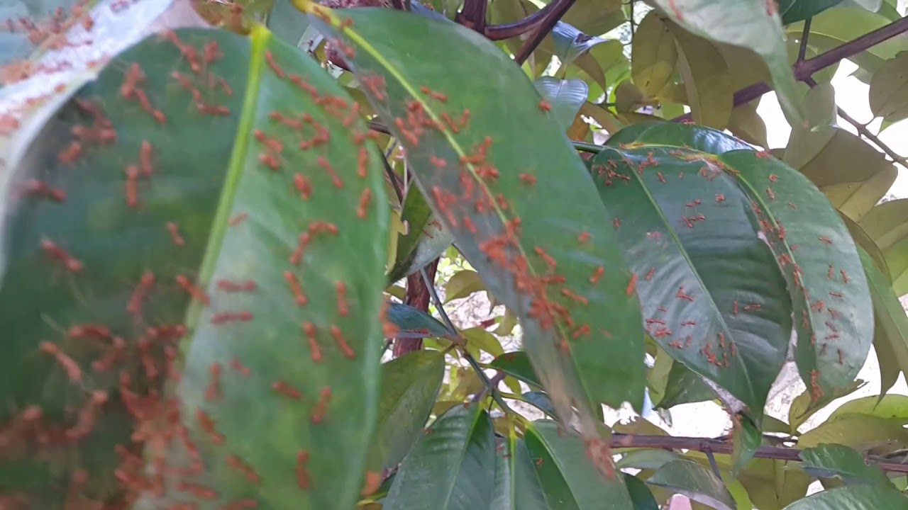 Red ants slowly dying after application of special chalk (Lakshman