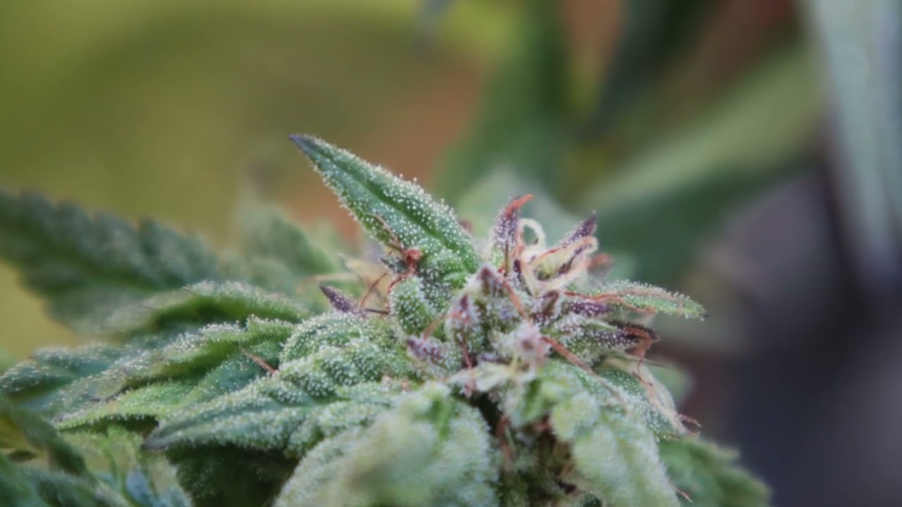 Thricomes on Woooo BErry