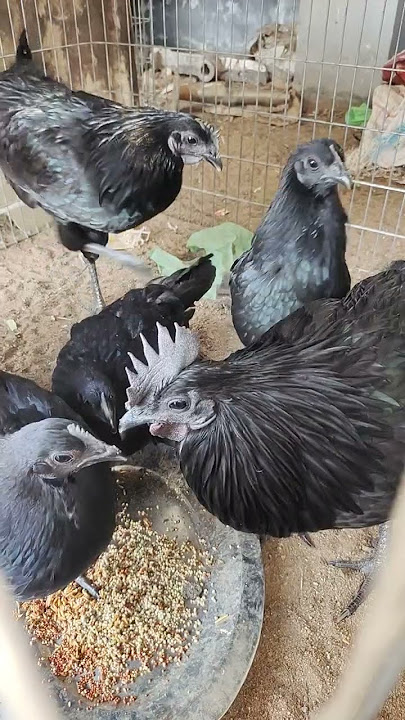 #kadaknath breed #shortsfeed #shortsvideo #shortsyoutube #abrleo