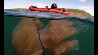 Она просто гигантская !!! Смотреть всем ! Факты о самой опасной медузе ! #медузы #опасность
