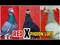 Redx homer pigeon loft pune with jd goat farm  mail messenger homing pigeons