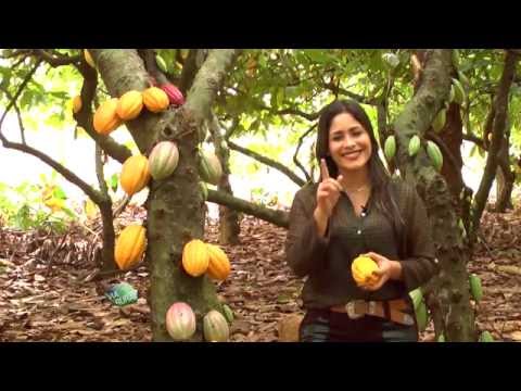 Vídeo: Cacaueiro. Onde o cacaueiro cresce? fruta do cacau