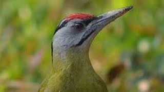 เสียงนกหัวขวานจิ๊กไม้ น่ารัก #Greater Flameback screenshot 4