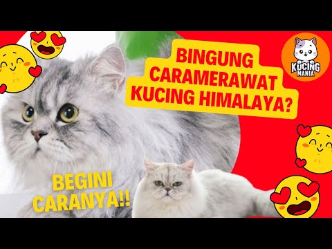 Video: 4 Cara Merawat Kucing Himalaya