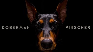 Doberman | டாபர்மேன் நாய் | Doberman Pinscher | stroyboard |