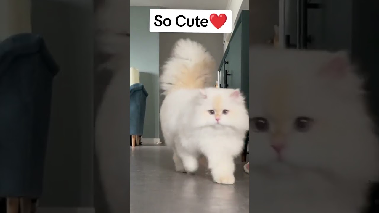 animal video,animals,animal rescue,cat,cute animals,animals the dodo,the dodo animals,rescuing anima