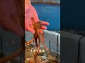 living octopus let's taste😳🫣