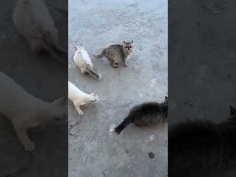 تفضلوا يا بسابيس     قطط اكسبلور    