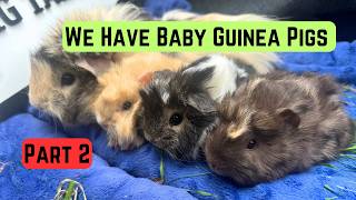We Have 3 NEW Baby Guinea Pigs! 🐹❤️ Part 2