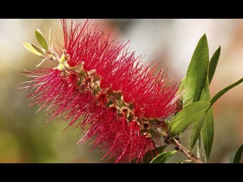 Video: ¿Por qué no florece mi cepillo para botellas? - Cómo obtener flores en las plantas de cepillos para botellas