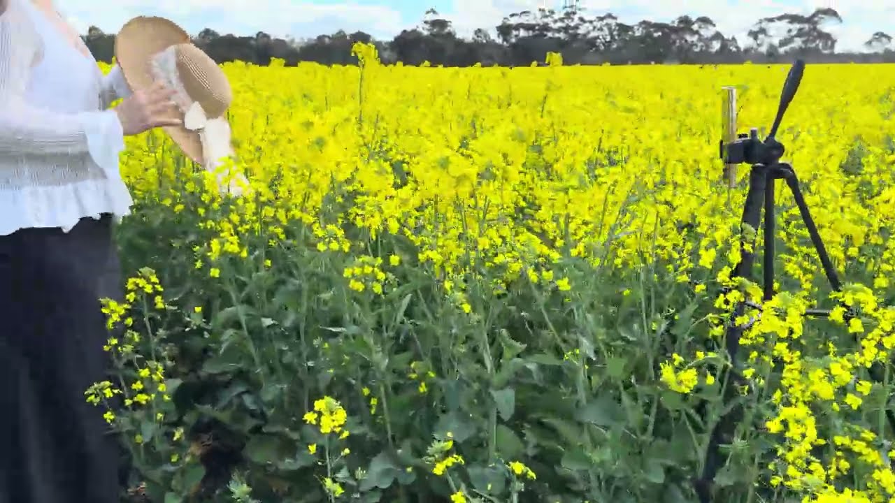 4K Scenic View | Piano Sonata  by a Rapeseed Field Pond | Golden Rapeseed Flowers金黄色油菜花田水池边大树下的钢琴奏鸣曲