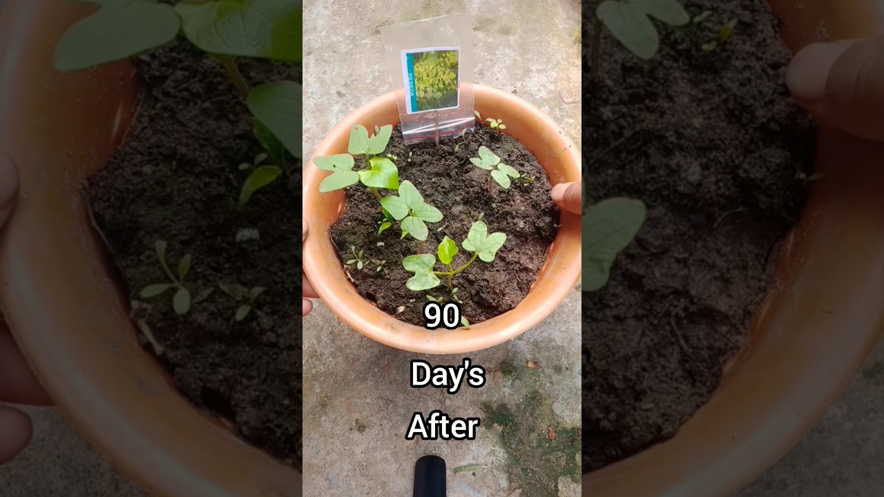 How To Grow Reseda Plants From Seeds 