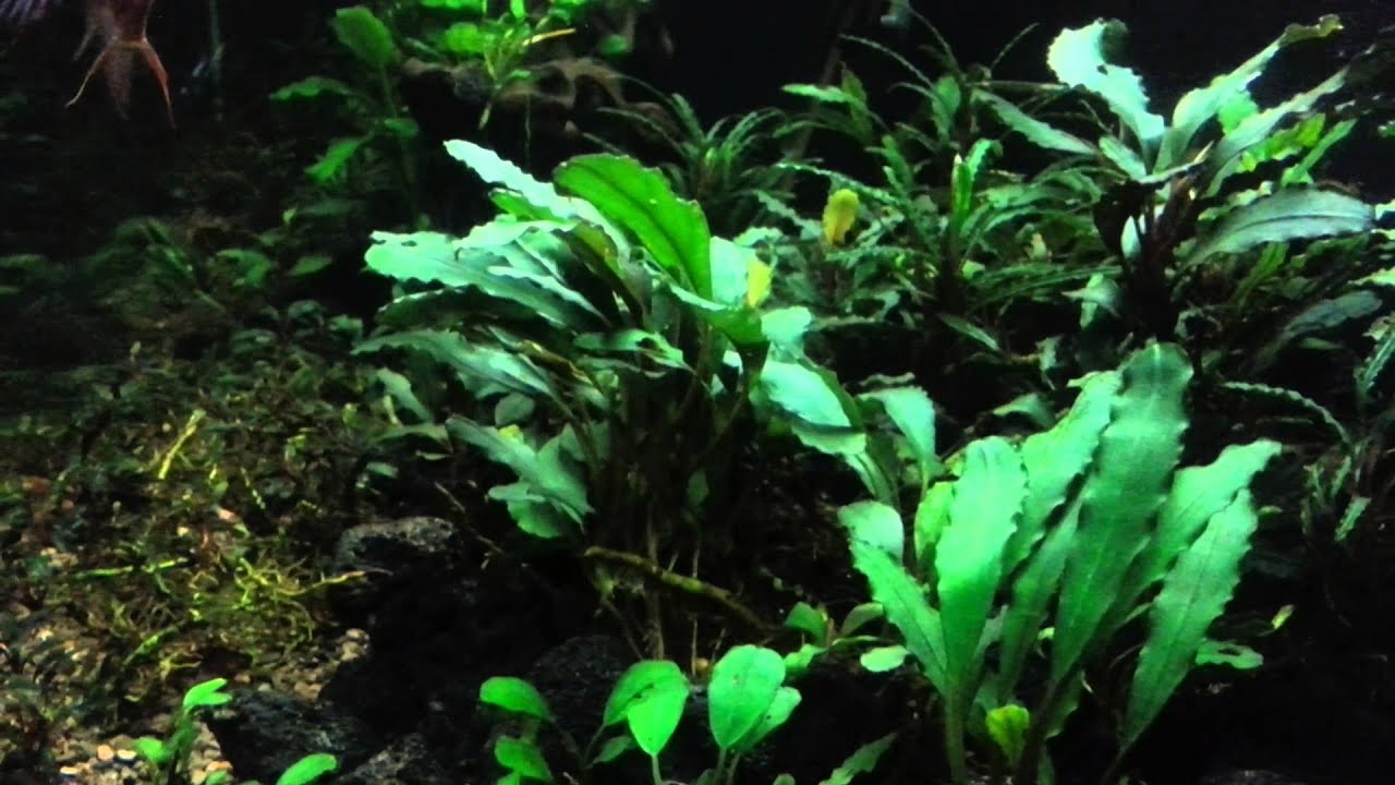 bucephalandra tank