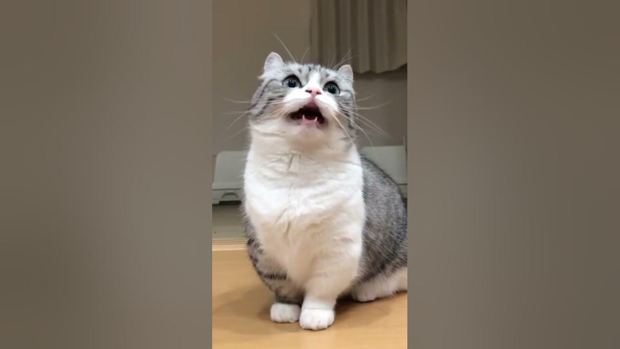 Бананчики мем с котом комару