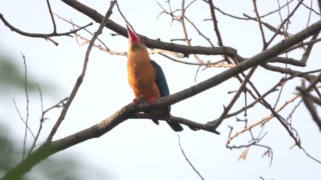 Stork-billed Kingfisher's call