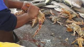 Cleaning crabs at Dibba Fish Market UAE 31.01.2020