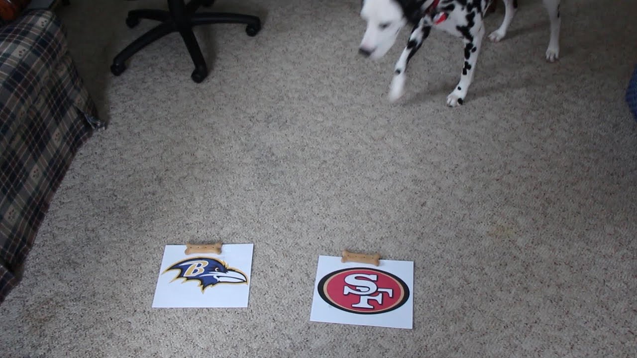 Dalmatian Picks 2013 Super Bowl Winner YouTube