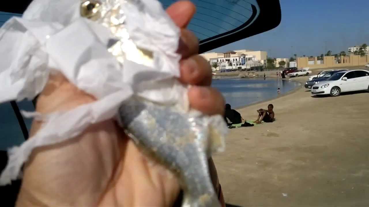 Redsea - Fish in hand - Silver Biddy - سمكة القاص - البحر الأحمر