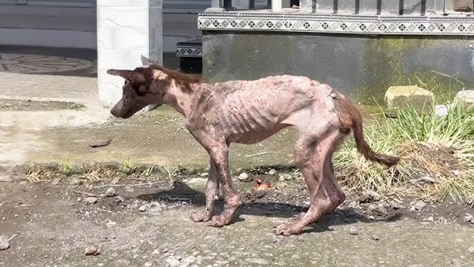 Little Dog Was Found in an Absolutely Tragic and Heartbreaking State -  YouTube
