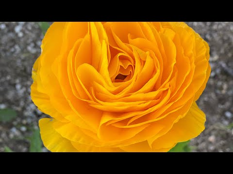 جذور زهرة الحوذان  او ranunculus